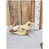 Image 2 : African Warthog Skull Taxidermy