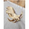 Image 3 : African Warthog Skull Taxidermy