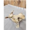 Image 4 : African Warthog Skull Taxidermy