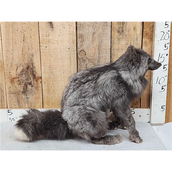 Blue Ranch Fox Full Body Taxidermy Mount
