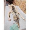 Image 2 : Big Canadian Wolf Tanned Fur Taxidermy