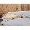 Image 3 : Big Canadian Wolf Tanned Fur Taxidermy