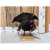 Image 1 : Black Grouse Full Body Bird Taxidermy