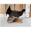 Image 2 : Black Grouse Full Body Bird Taxidermy