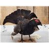 Image 3 : Black Grouse Full Body Bird Taxidermy