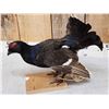 Image 4 : Black Grouse Full Body Bird Taxidermy