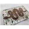 Image 5 : Rattlesnake In Resin Taxidermy