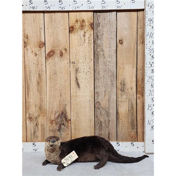 Otter Full Body Taxidermy Mount