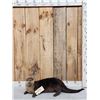 Image 1 : Otter Full Body Taxidermy Mount