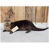 Image 2 : Otter Full Body Taxidermy Mount