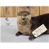 Image 3 : Otter Full Body Taxidermy Mount