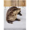 Image 4 : Otter Full Body Taxidermy Mount