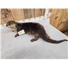 Image 5 : Otter Full Body Taxidermy Mount
