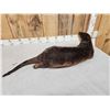 Image 6 : Otter Full Body Taxidermy Mount