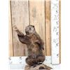 Image 1 : Angry Wood Chuck Chuckin Wood Full Body Taxidermy Mount