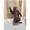 Image 2 : Angry Wood Chuck Chuckin Wood Full Body Taxidermy Mount