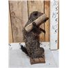 Image 4 : Angry Wood Chuck Chuckin Wood Full Body Taxidermy Mount