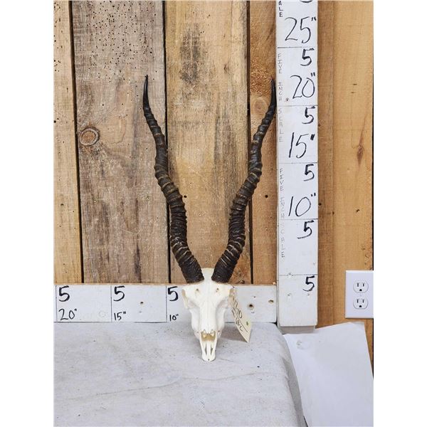 Indiana Black Buck Skull Taxidermy