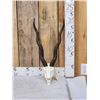 Image 1 : Indiana Black Buck Skull Taxidermy