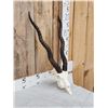 Image 2 : Indiana Black Buck Skull Taxidermy