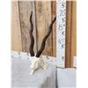 Image 3 : Indiana Black Buck Skull Taxidermy