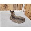 Image 4 : Bobcat Full Body Taxidermy Mount