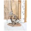Image 1 : Pair Of Blue Scale Quail Full Body Bird Taxidermy
