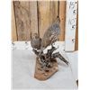 Image 2 : Pair Of Blue Scale Quail Full Body Bird Taxidermy