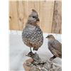 Image 3 : Pair Of Blue Scale Quail Full Body Bird Taxidermy