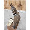 Image 4 : Pair Of Blue Scale Quail Full Body Bird Taxidermy