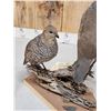 Image 5 : Pair Of Blue Scale Quail Full Body Bird Taxidermy