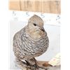 Image 6 : Pair Of Blue Scale Quail Full Body Bird Taxidermy