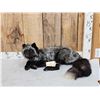 Image 1 : Silver Fox Full Body Taxidermy Mount