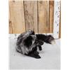 Image 3 : Silver Fox Full Body Taxidermy Mount