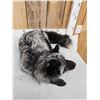 Image 4 : Silver Fox Full Body Taxidermy Mount