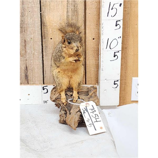 Fox Squirrel Eating A Nut Taxidermy