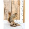 Image 2 : Fox Squirrel Eating A Nut Taxidermy