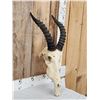 Image 2 : African Topi Skull Taxidermy