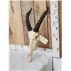 Image 3 : African Topi Skull Taxidermy