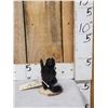Image 1 : Baby Skunk Full Body Taxidermy Mount