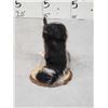 Image 3 : Baby Skunk Full Body Taxidermy Mount