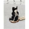 Image 4 : Baby Skunk Full Body Taxidermy Mount