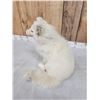 Image 4 : Arctic Fox Full Body Taxidermy Mount