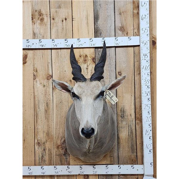 African Eland Shoulder Mount Taxidermy