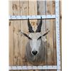 Image 1 : African Eland Shoulder Mount Taxidermy