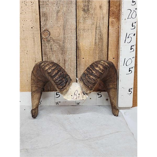 Bighorn Sheep Horns On Skull Plate Taxidermy