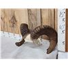 Image 3 : Bighorn Sheep Horns On Skull Plate Taxidermy