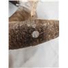 Image 4 : Bighorn Sheep Horns On Skull Plate Taxidermy