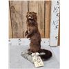Image 4 : Mink Full Body Taxidermy Mount