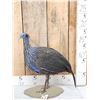 Image 1 : Vulterine Guinea Fowl Full Body Bird Taxidermy